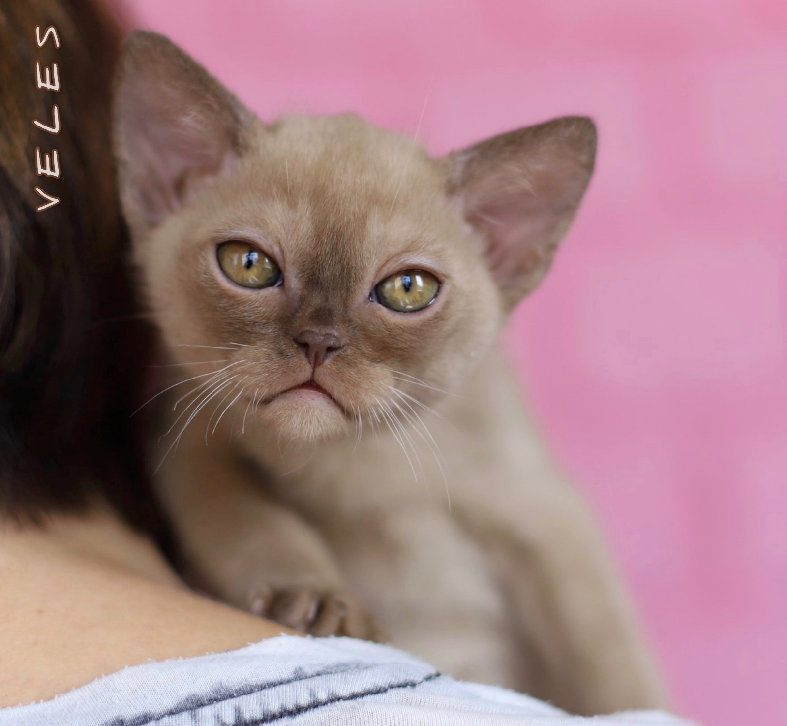 BURMESE Kittens burmese, бурма
